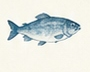Product Enquiries Fish Watercolor